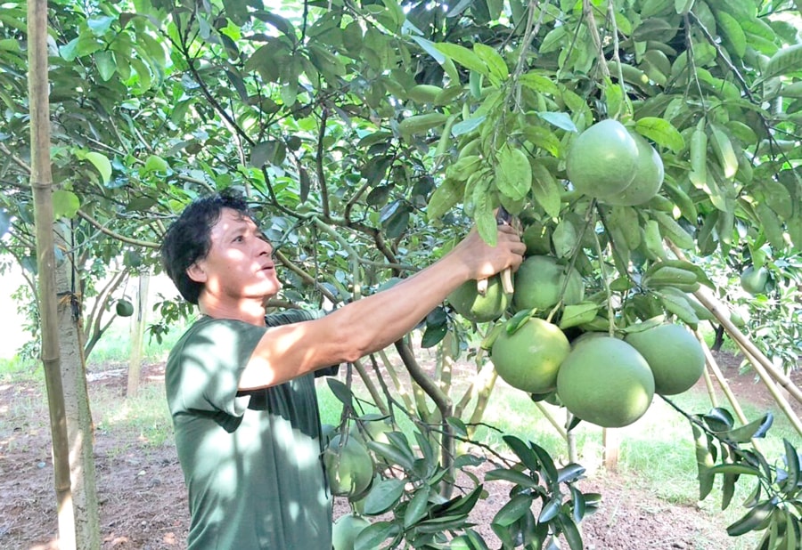 xay-dung-mo-hinh-san-xuat-buoi-theo-huong-an-toan-vietgap